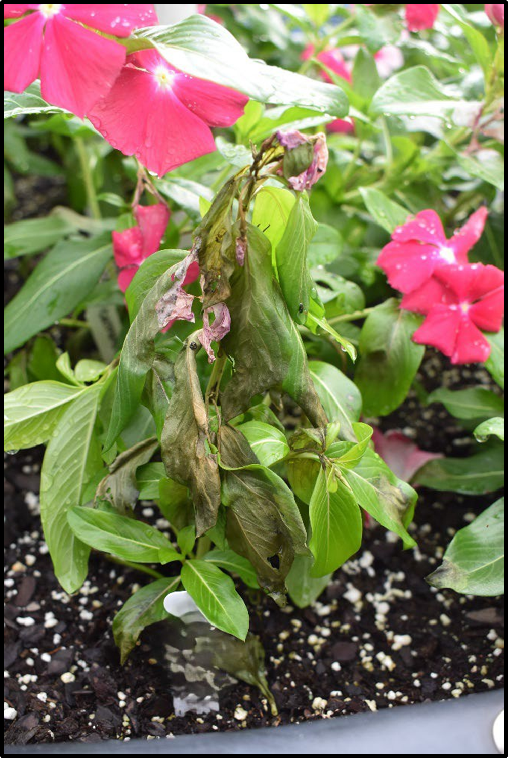 Symptoms of Phytophthora nicotiana on Vinca