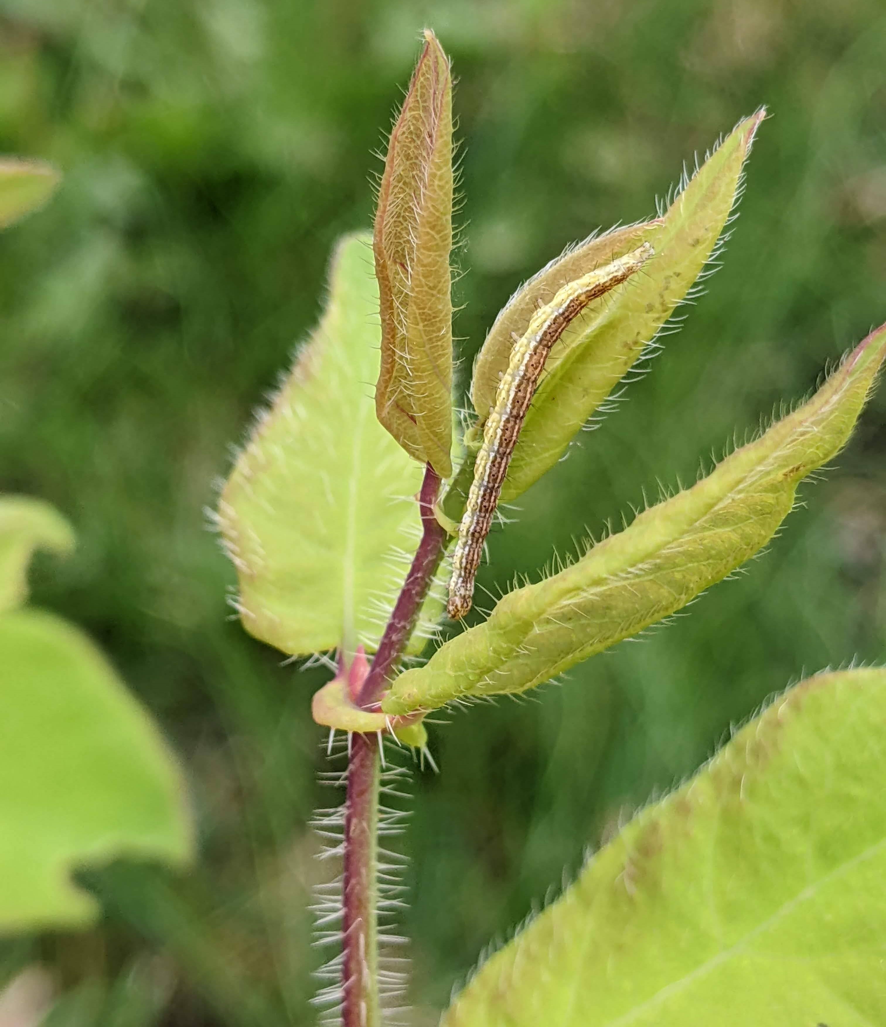 Late-instar honeysuckle moth caterpillar on haskap shoot.