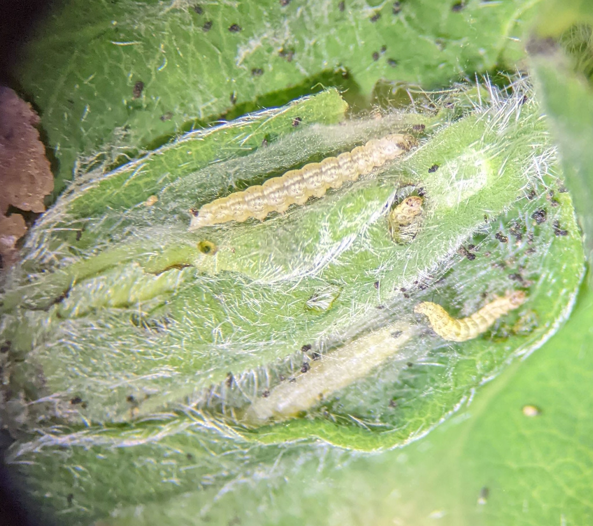 Early-instar honeysuckle moth caterpillars feeding inside a silk-tied haskap shoot.