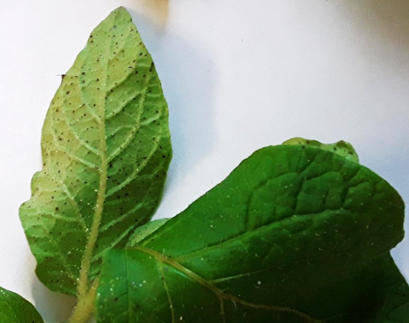 Potato black dot; Photo: C.L. Harmon, UF