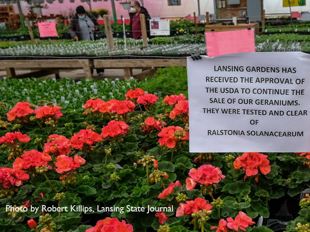 Healthy geraniums for sale in a Michigan greenhouse