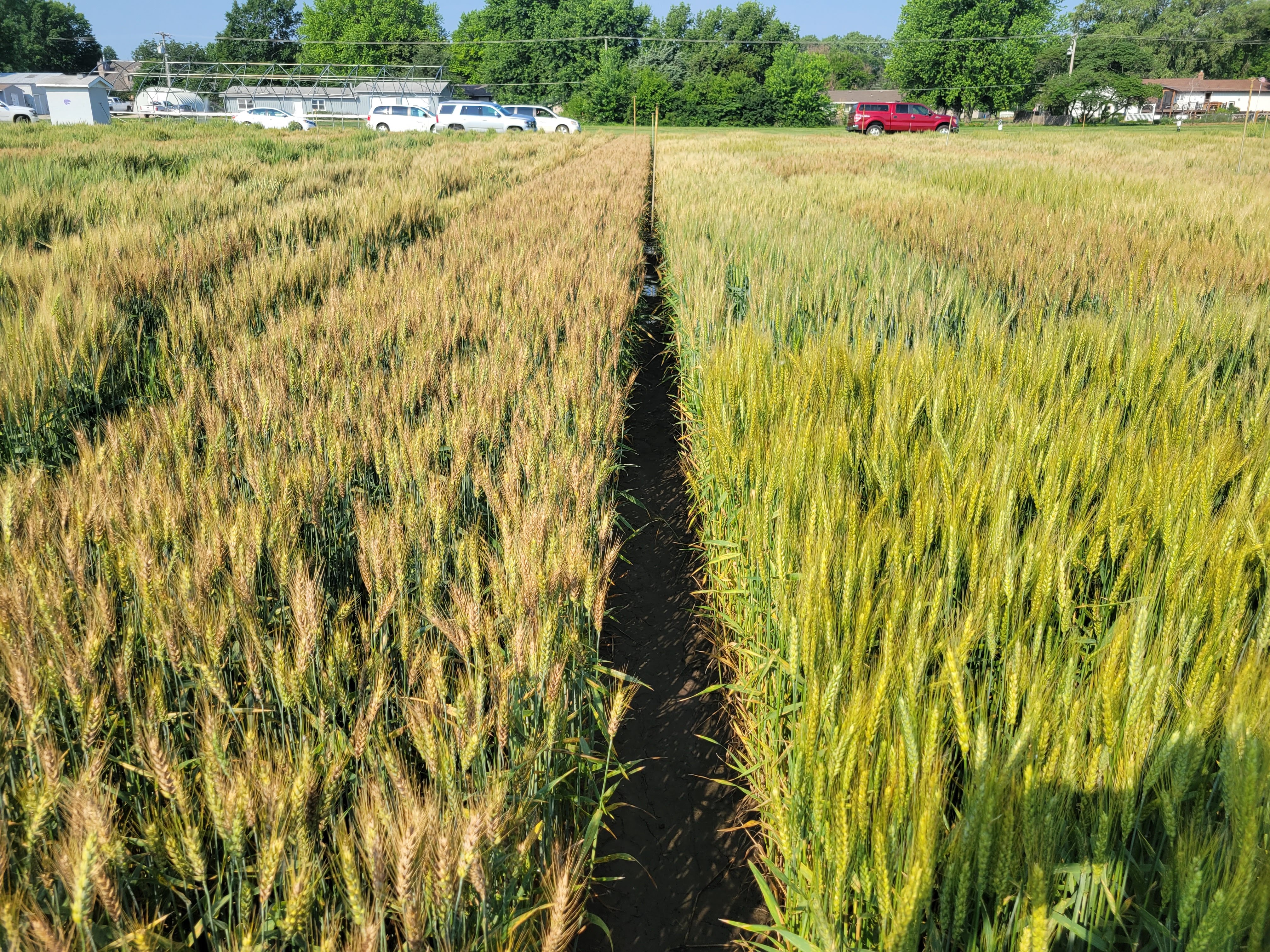 Two rows of wheat with differences in health and growth