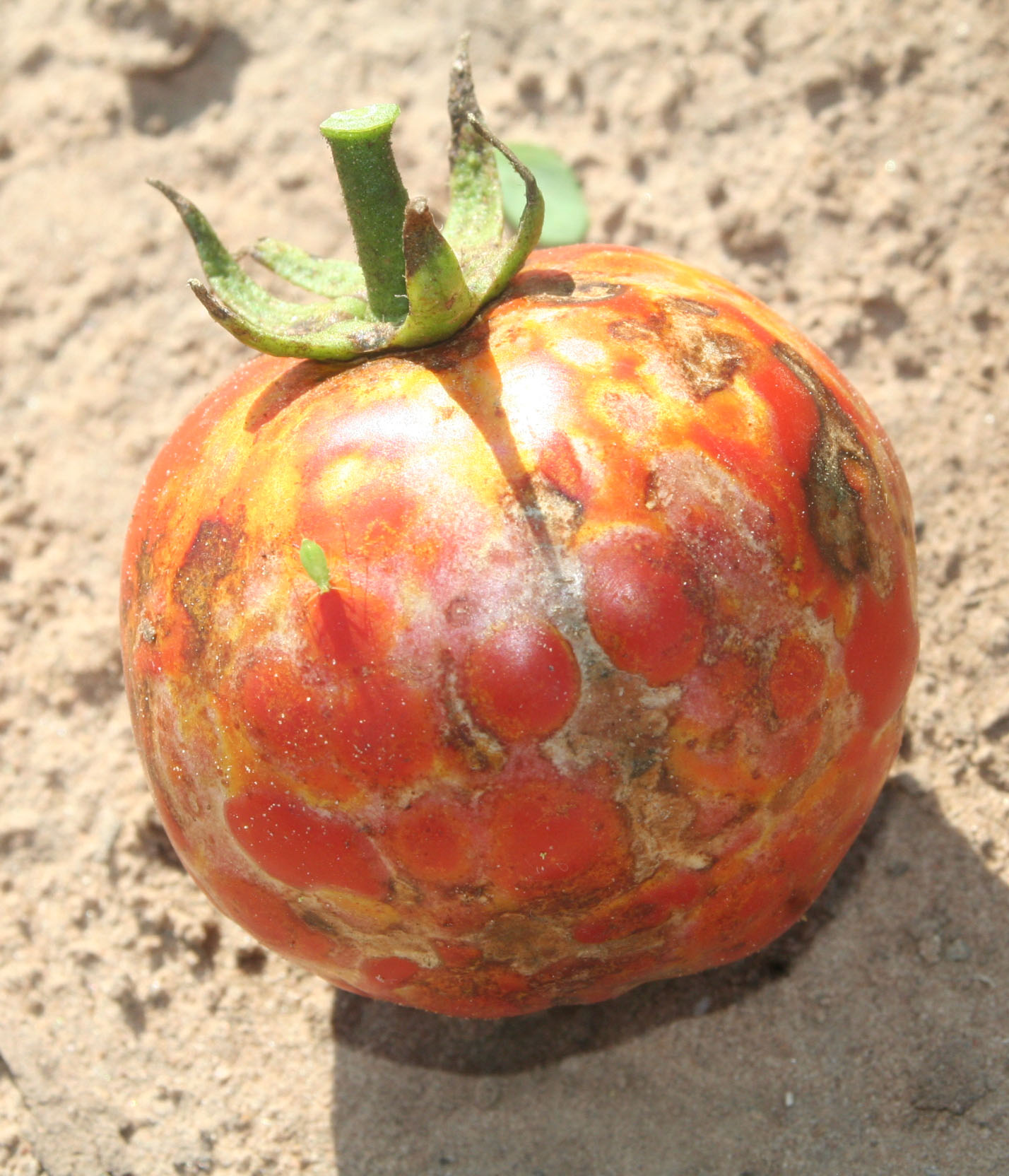 A diseased tomato cut from a vine and placed upright on the ground